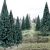 785-1588 13 BLUE SPRUCE TREES