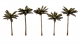 785-3597 SMALL PALM TREES